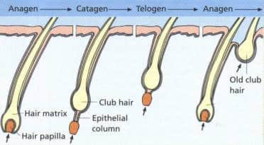 4 Stages of Hair life How you can keep your hair healthy in all four phases   Cyber Hairsure